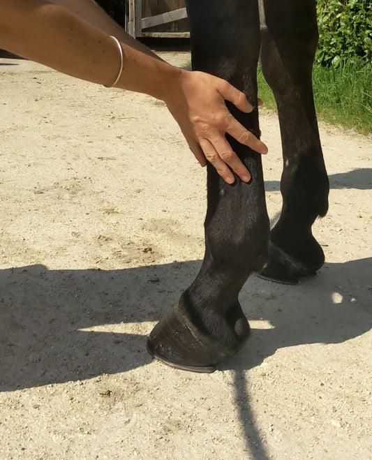 Massage tendons chevaux