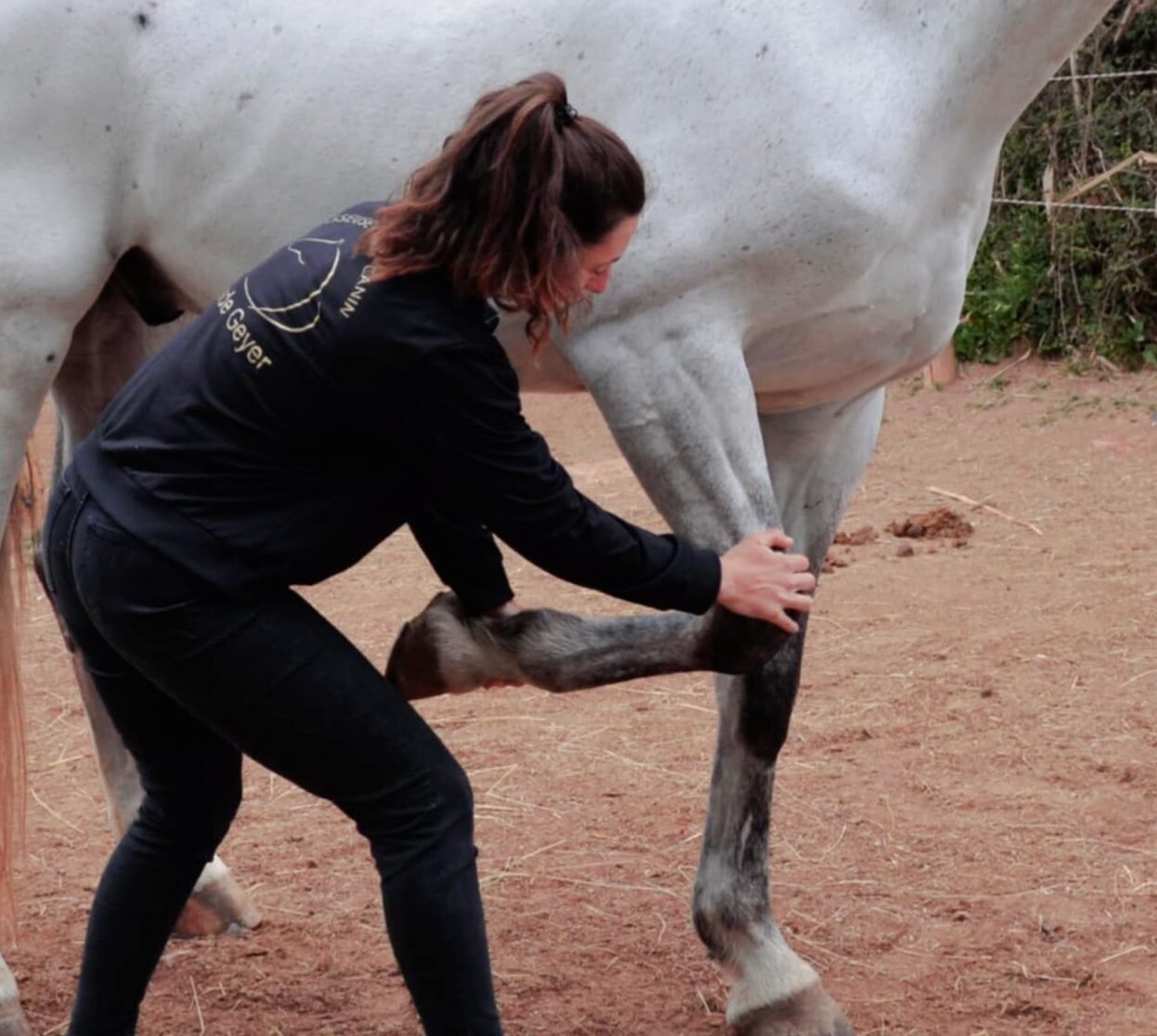 Votre cheval a de l’arthrose ?